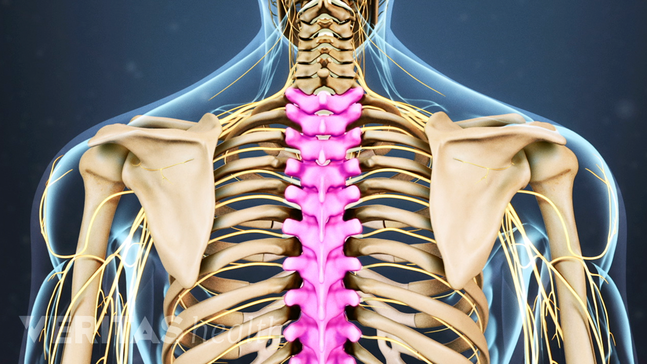 Posterior view of the upper body highlighting the thoracic spine.