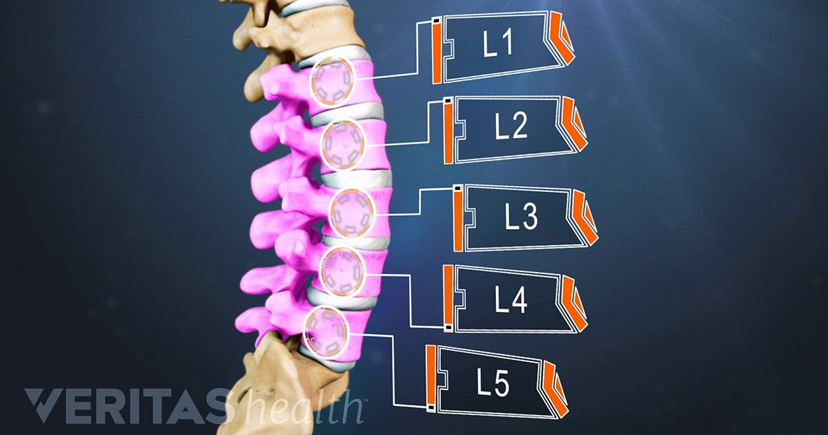 Lumbar Spine Anatomy Video