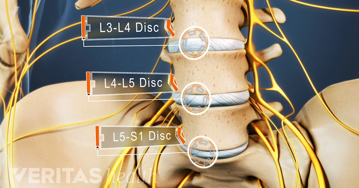 All About The L3 L4 Spinal Segment 4752