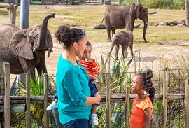 Tampa’s Lowry Park Zoo Admission