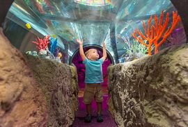 Underwater adventures with more than 5000 species at Sea Life Auarium