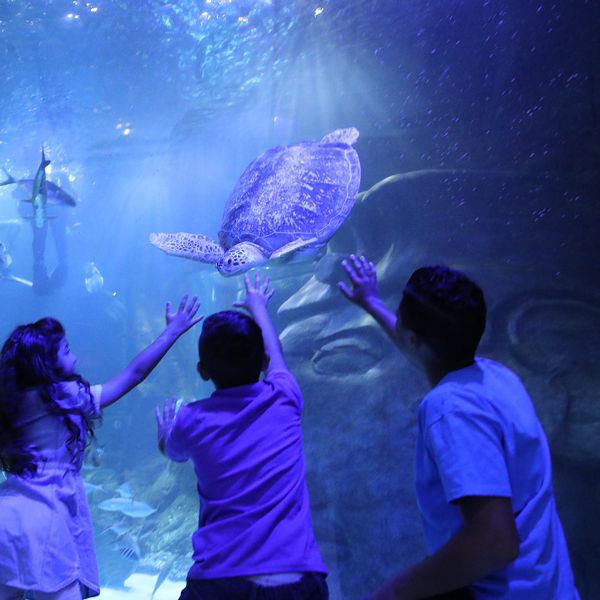 Discounted admission to Sea Life Aquarium Orlando.