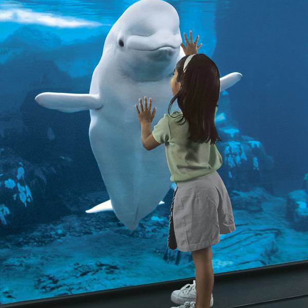 A young girl greeting a beluga at SeaWorld Orlando