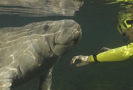 Florida Dolphin Tours Featured Adventure Excursions
