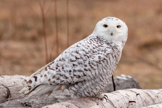 snowy owl