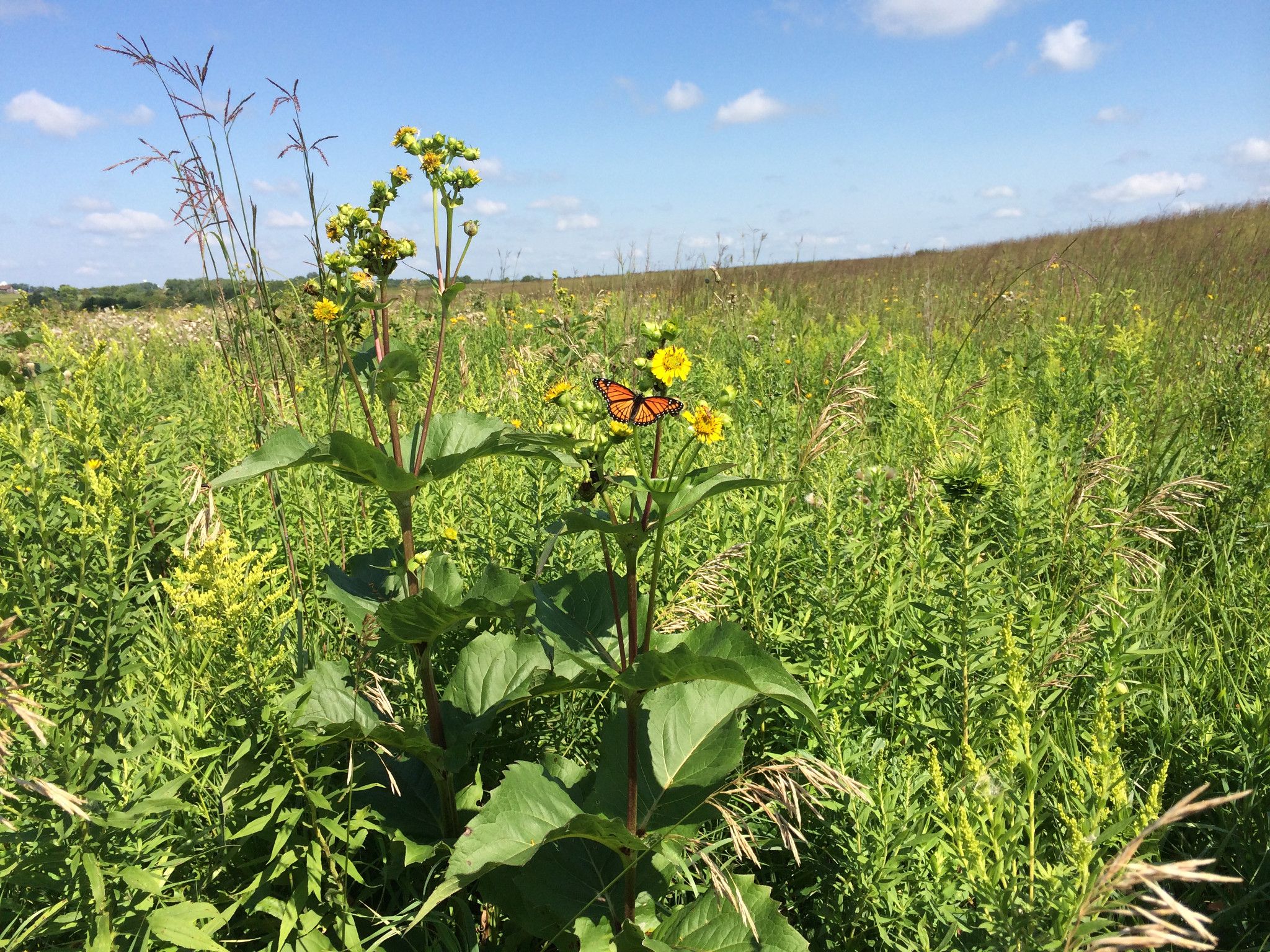 Western Prairie Habitat Restoration Area
