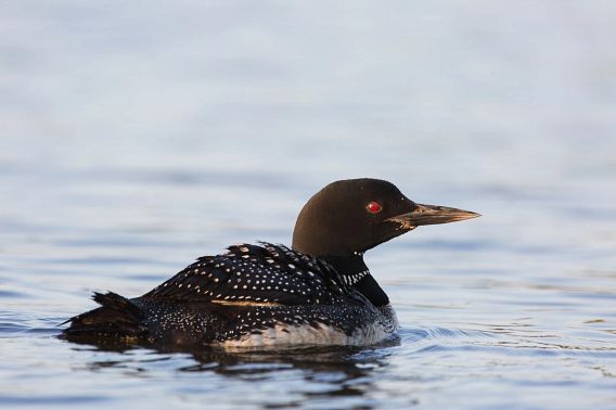 common loon swimming on lake