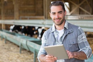 Farmer in a barn with calf Farmer in a barn with calf