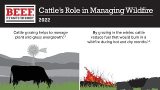 Cattle's Role in Managing Wildfire