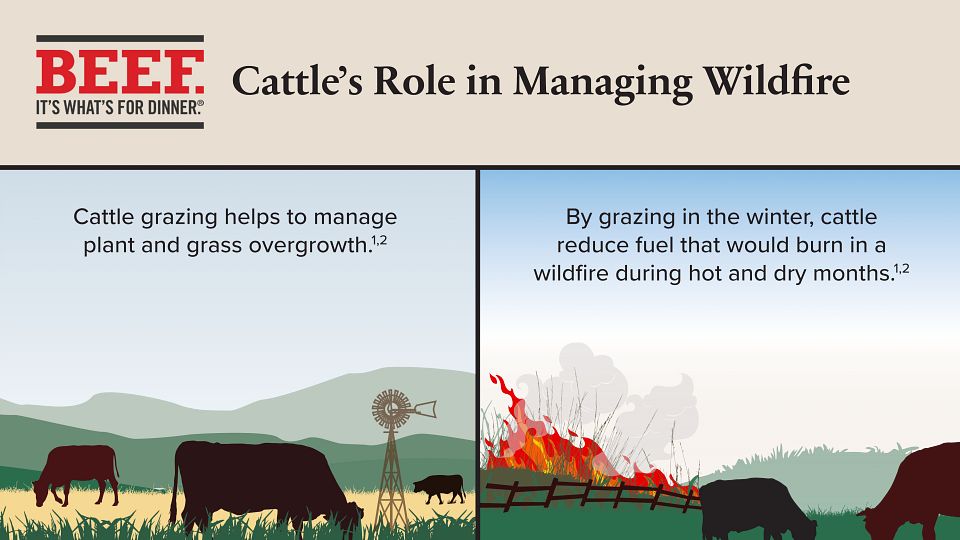Cattles Role in Managing Wildfire
