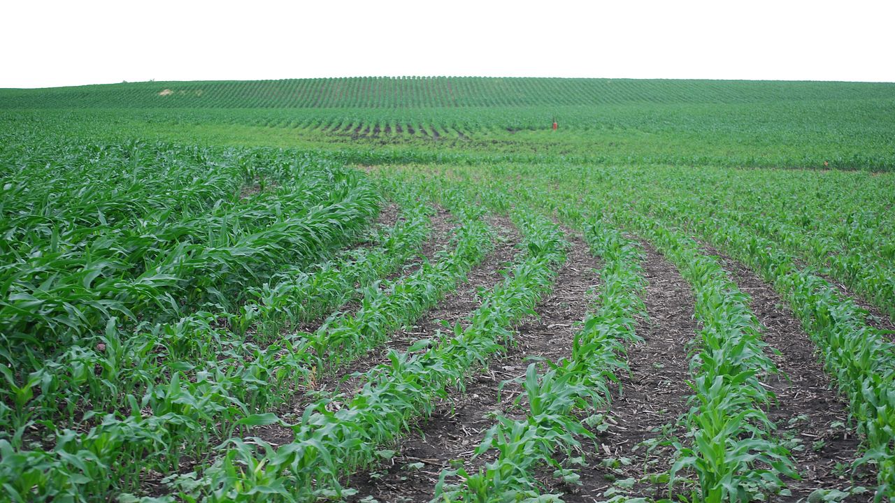 Guge Farm