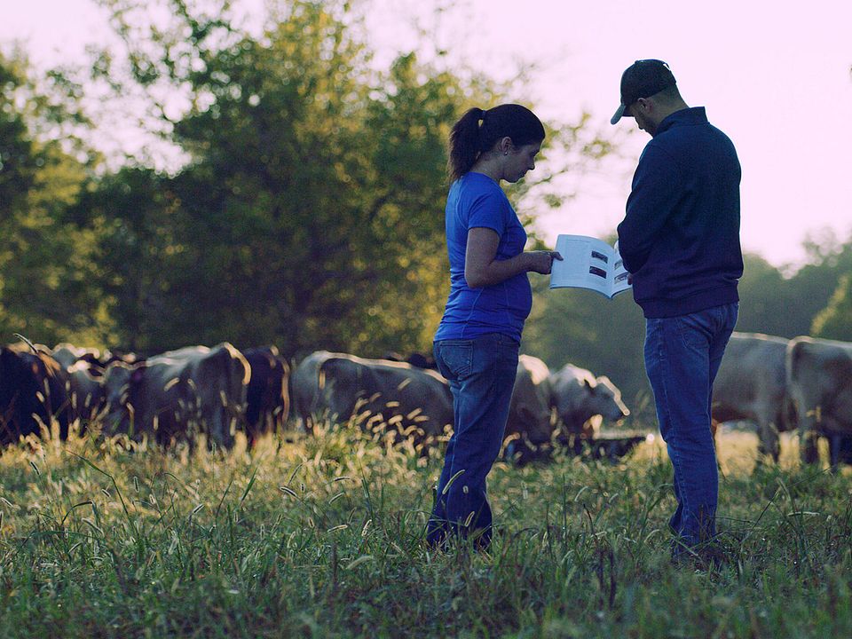 BQA - Cow Calf