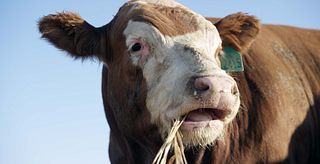Steer eating