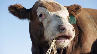 Beef Sustainabiliy-16:9