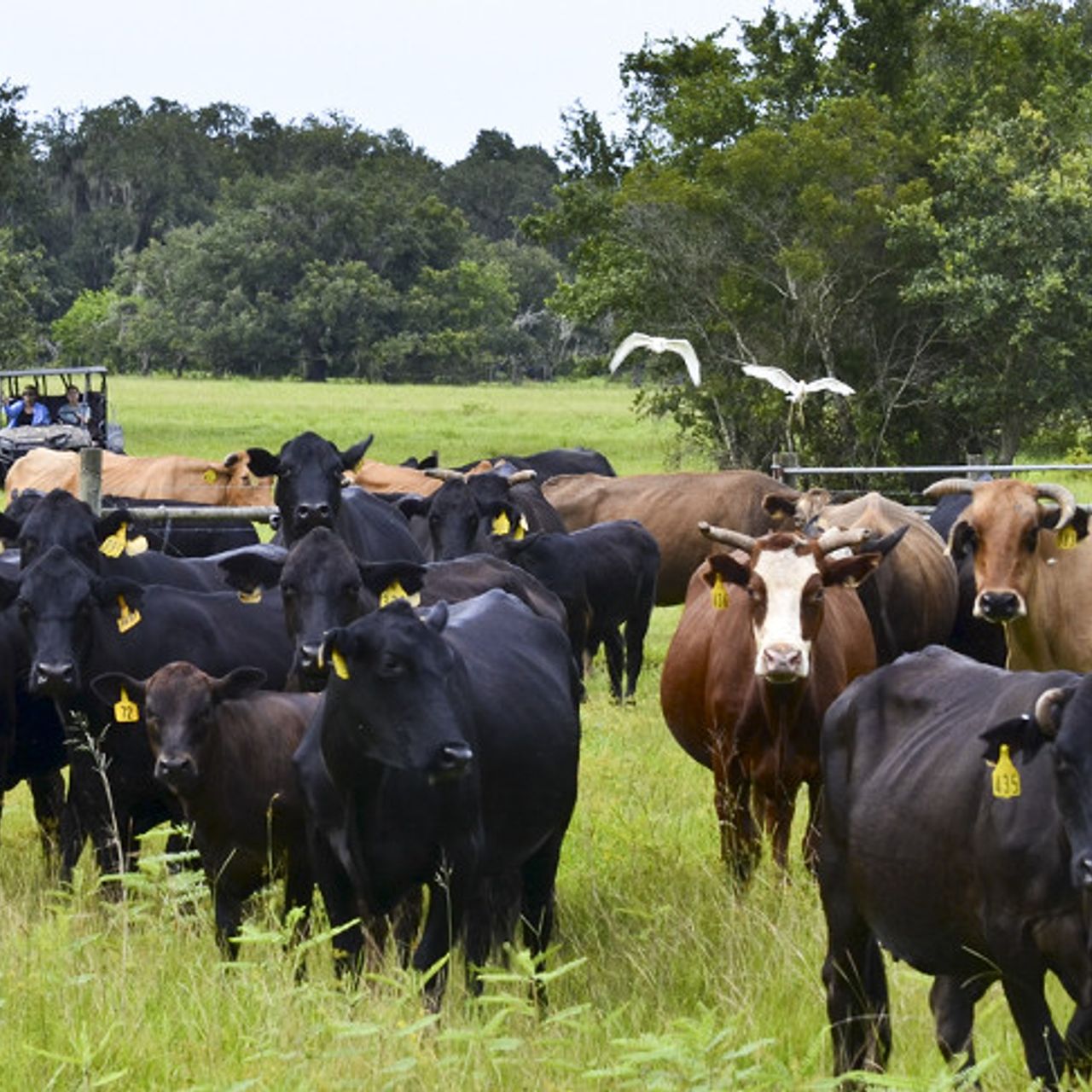 Kissimmee Park Properties