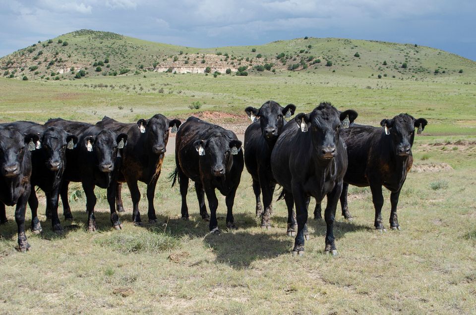 new mexico cattle