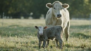 BQA - Cow Calf