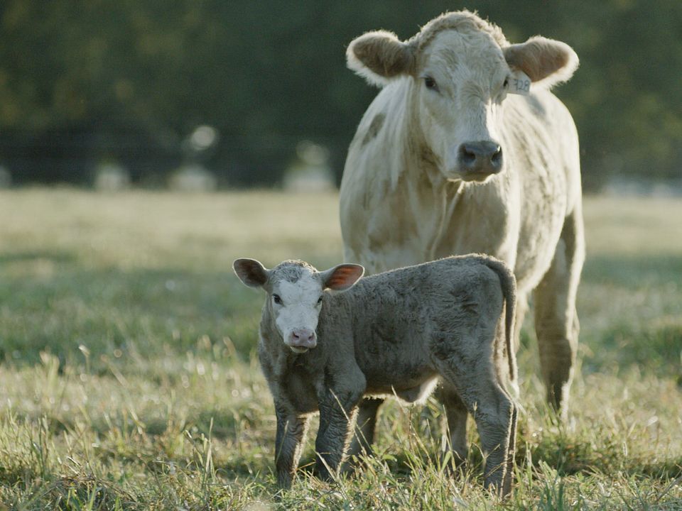 BQA - Cow Calf