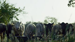 BQA - Cow Calf