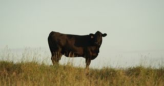 www.beefitswhatsfordinner.com