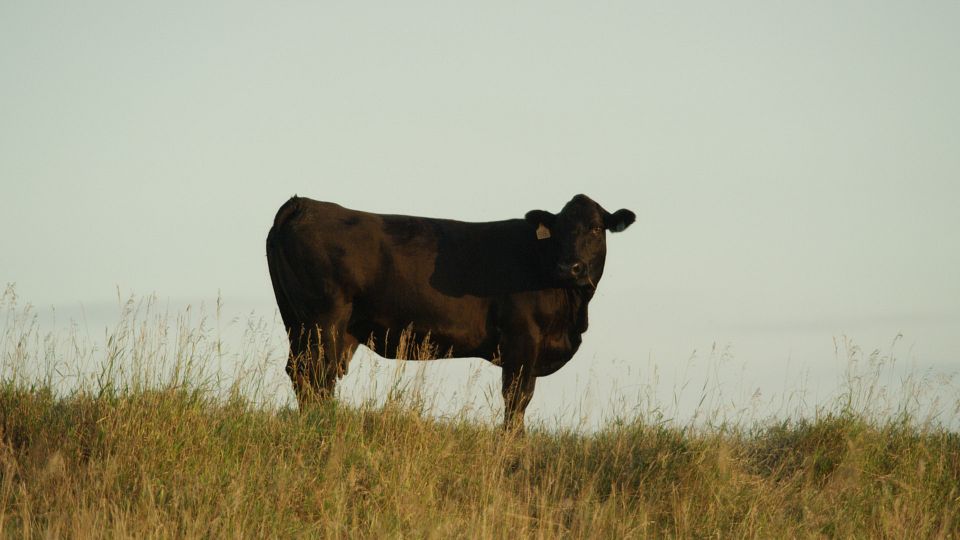 Triple-U Ranch