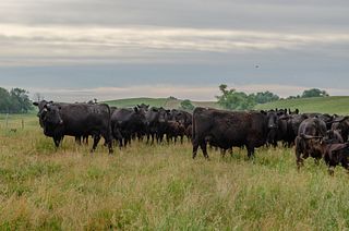 Moes Feedlot