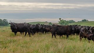 Moes Feedlot