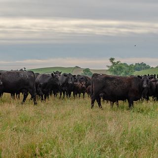 Moes Feedlot