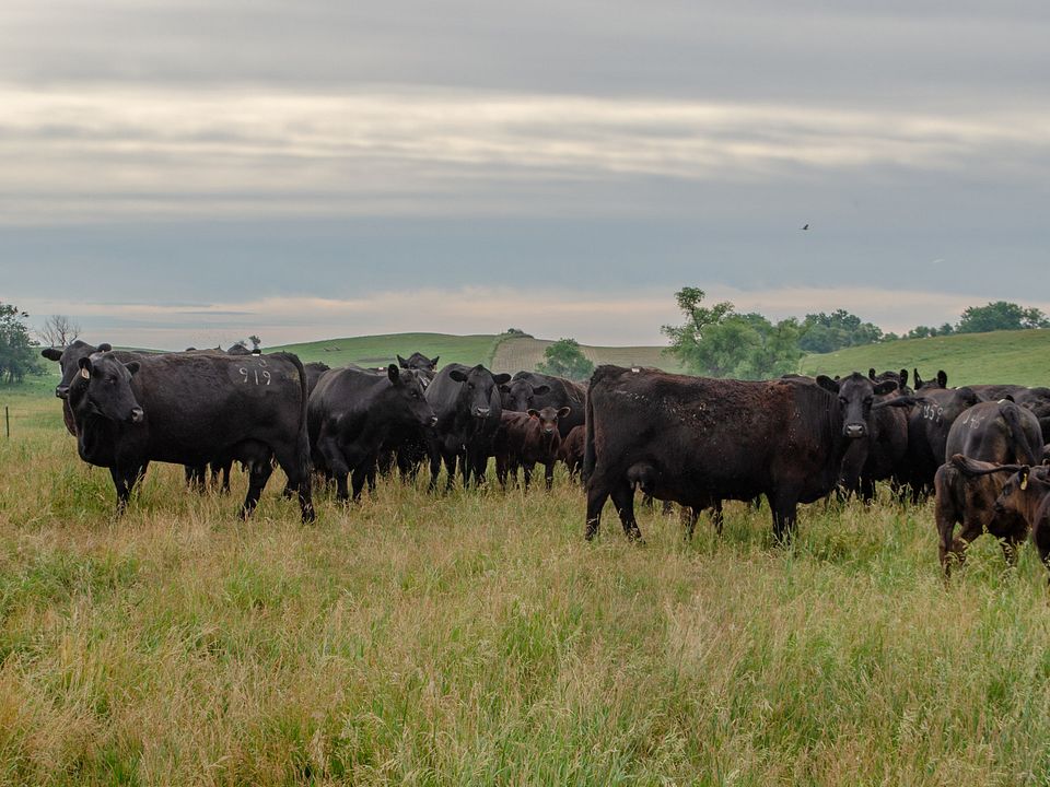 Moes Feedlot