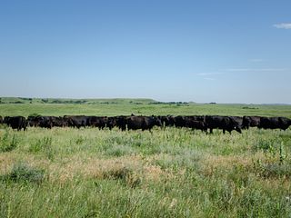 2017 ESAP Photos - Munson Angus Farms - Region VII - Kansas