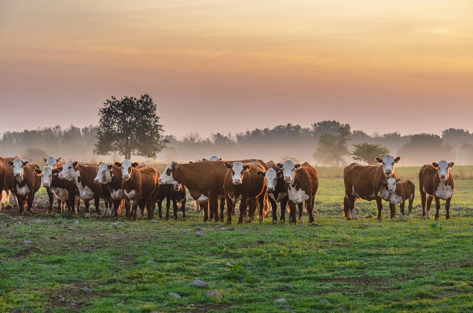 BDIA_Morning Cattle_Trust