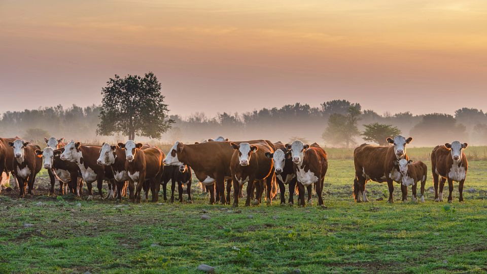 BDIA_Morning Cattle_Trust
