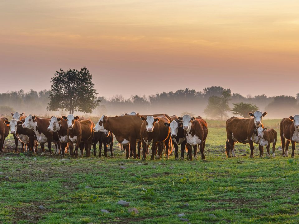 BDIA_Morning Cattle_Trust