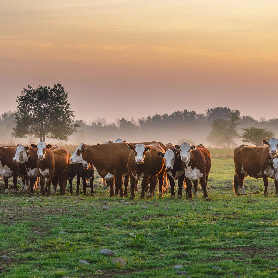 BDIA_Morning Cattle_Trust