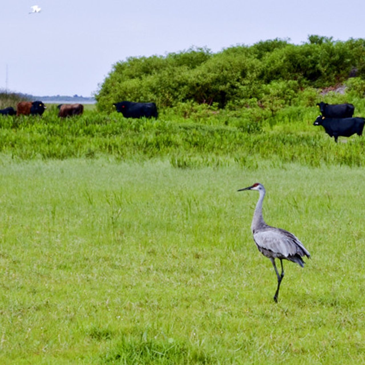 Kissimmee Park Properties