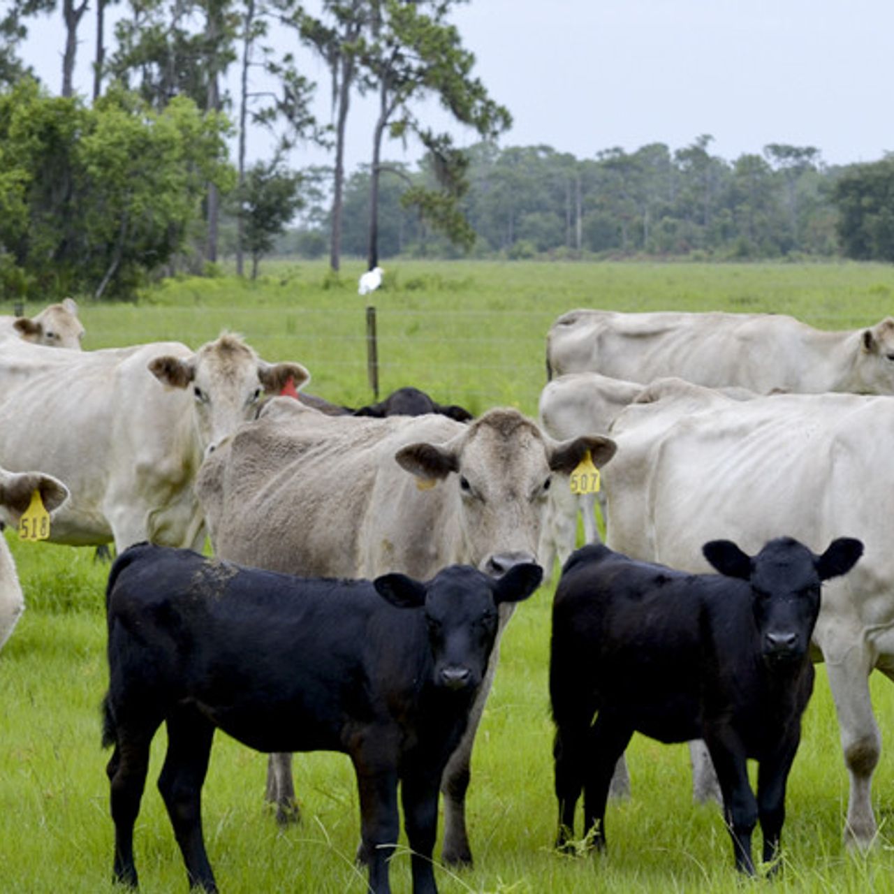 Kissimmee Park Properties