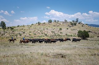 2017 ESAP Winner - Jim O'Haco Cattle Company - Region VI - Arizona