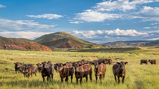 Open Range Cattle in Colorado