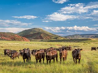 Open Range Cattle in Colorado