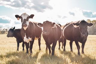 CattleTales Summer Photo Contest - All Entries