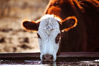 Cattle Tales 2022 Photo Contest