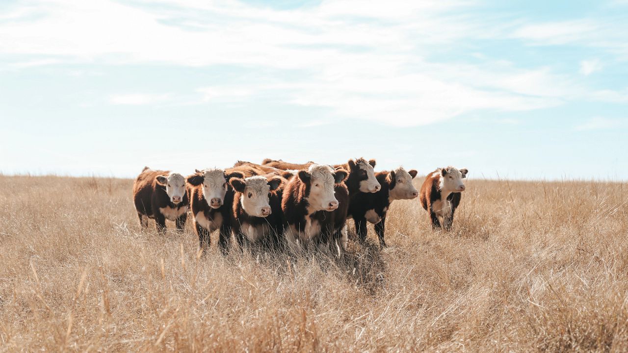 Cattle Tales 2022 Photo Contest Cattle Tales 2022 Photo Contest