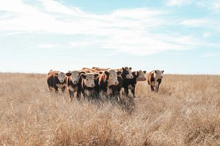 Cattle Tales 2022 Photo Contest