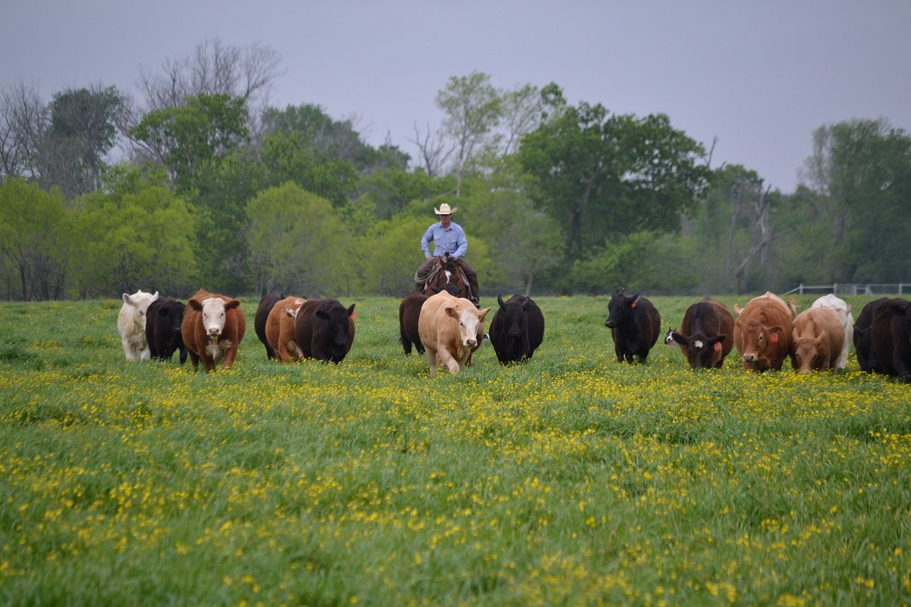Cowboy with cattle on green pasture