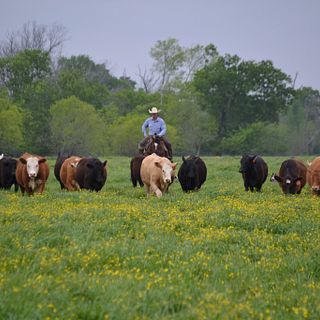 Cowboy with cattle on green pasture