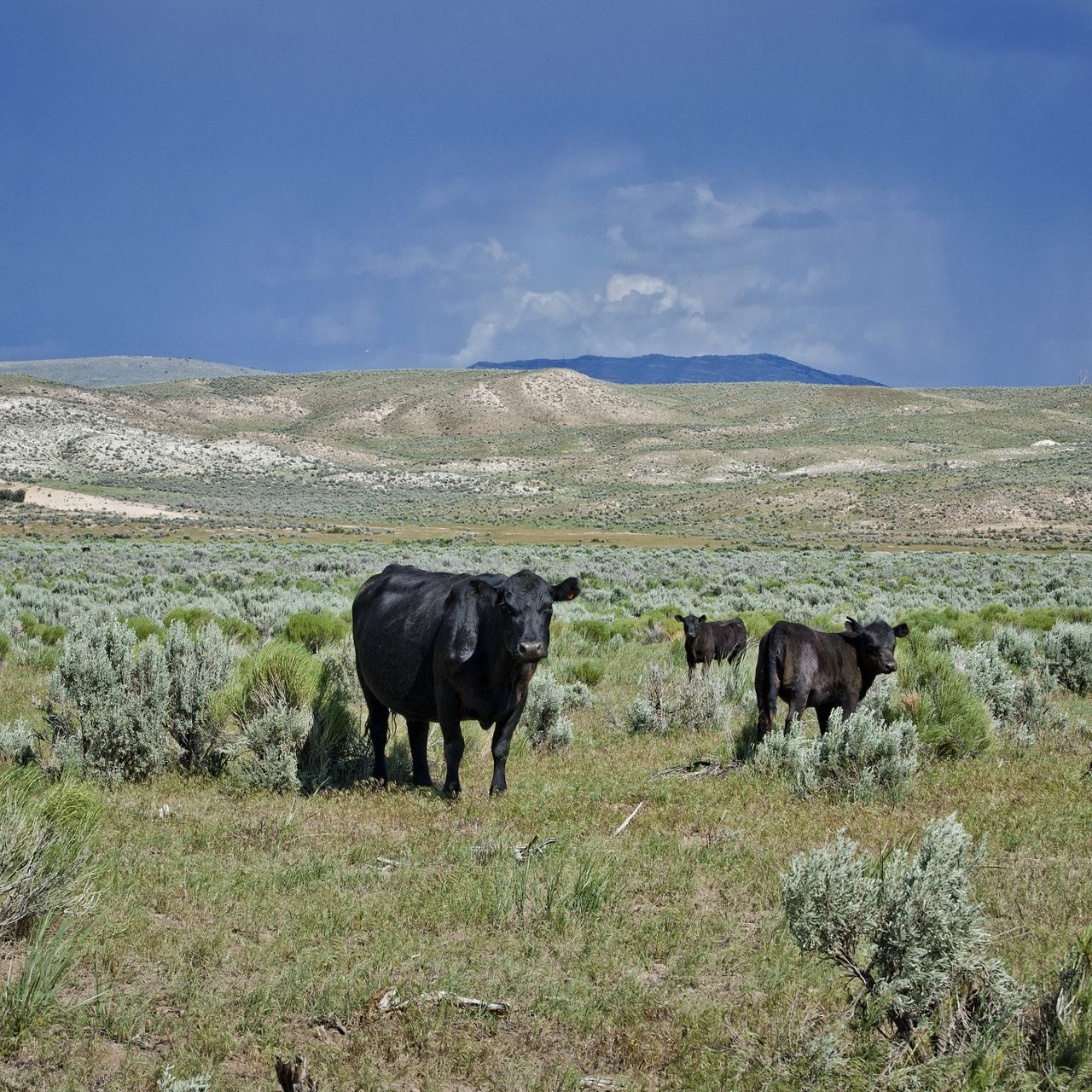 Maggie Creek Ranch