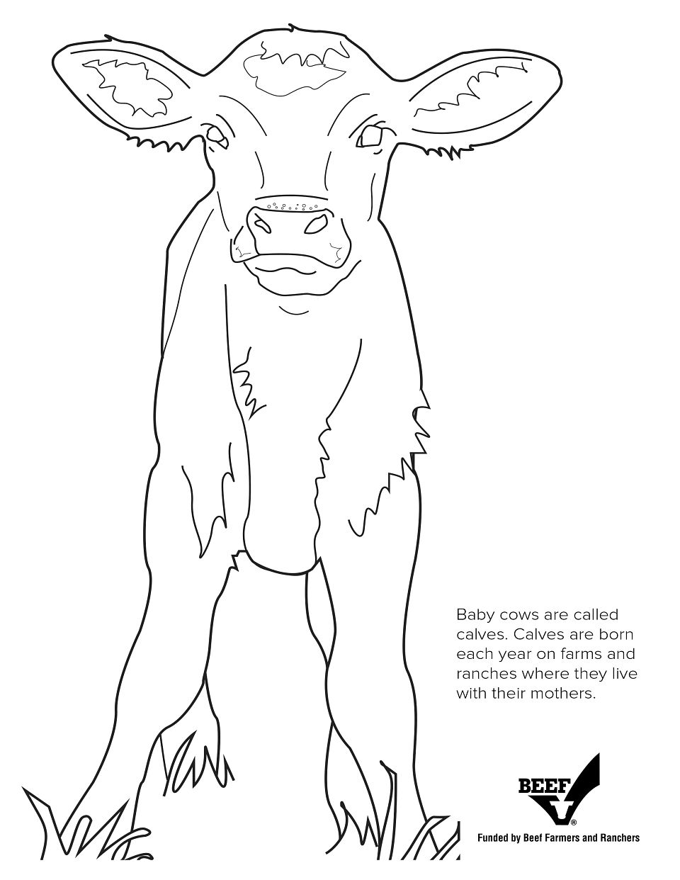 Baby cows are called Calves Coloring Page