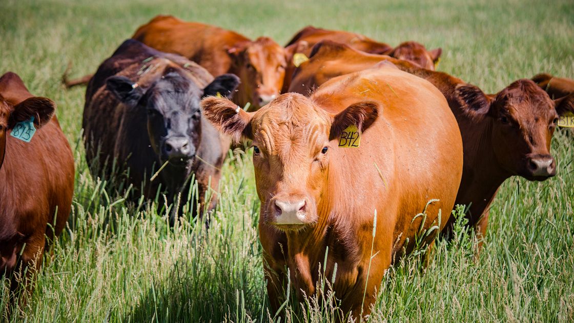 Field To Fork: The Lifecycle Of Beef