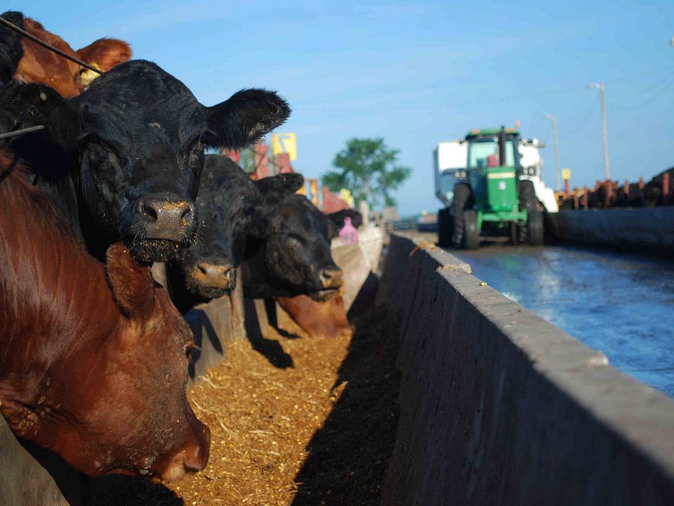 Couser Cattle Co