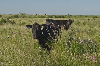 Burnett Ranches Burnett Ranches, LLC, 6666 Ranch
